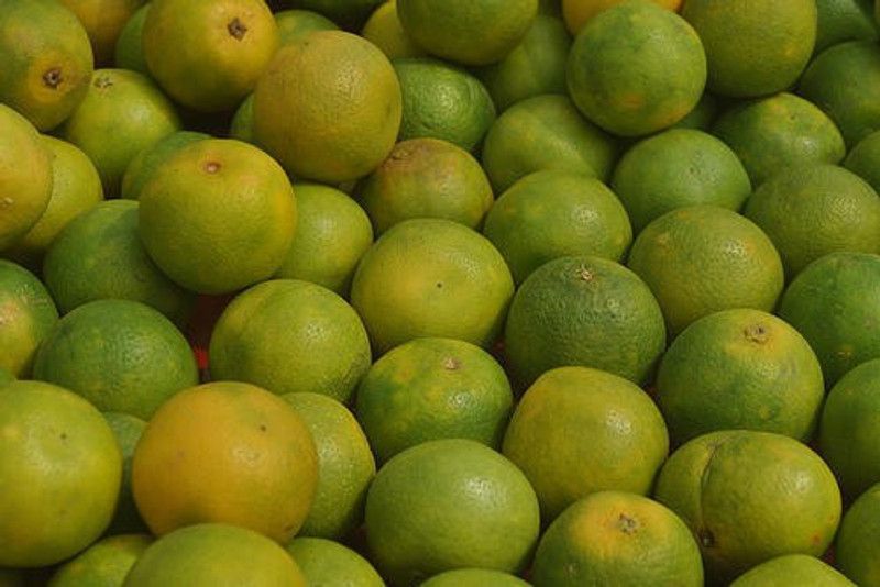 Klone Sweet lemon, and sweet limetta Seed Seed  (10 per packet)