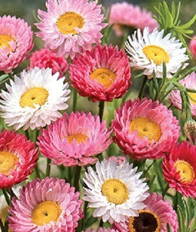 Mozette Acroclinium roseum mix Seed  (22 per packet)