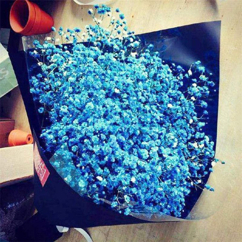 CYBEXIS Easy to Grow Gypsophila seeds potted plant Seed  (50 per packet)