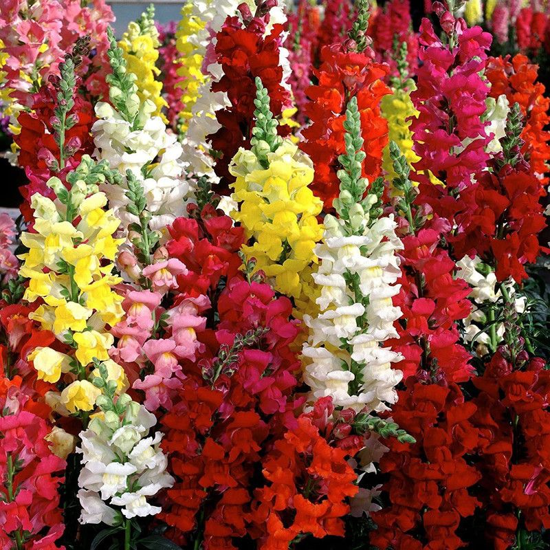 CYBEXIS Snapdragon Seeds ANTIRRHINUM MAJUS Stunning Bright Colors Seed  (50 per packet)