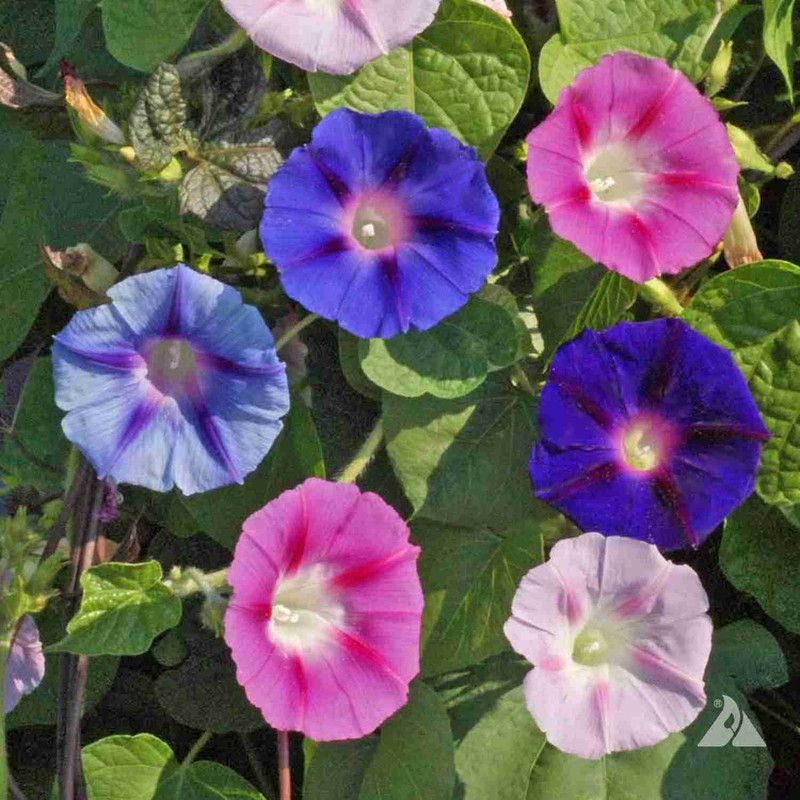 Mozette MorningGlory Hybrid flower Seed  (52 per packet)