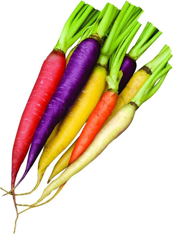 WILLVINE NDIR-13 Kaleidoscope Blend Organic Carrot Seeds Seed  (1000 per packet)