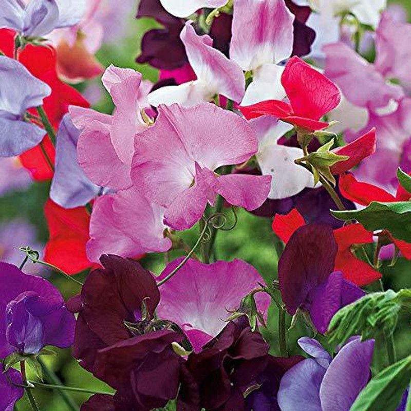 CYBEXIS Sweet peas spencer mix winter flower seeds Seed  (50 per packet)