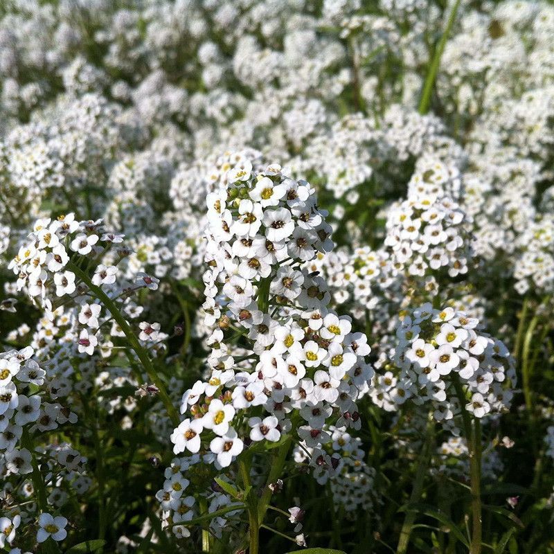 CYBEXIS Alyssum White Flower Seed  (50 per packet)