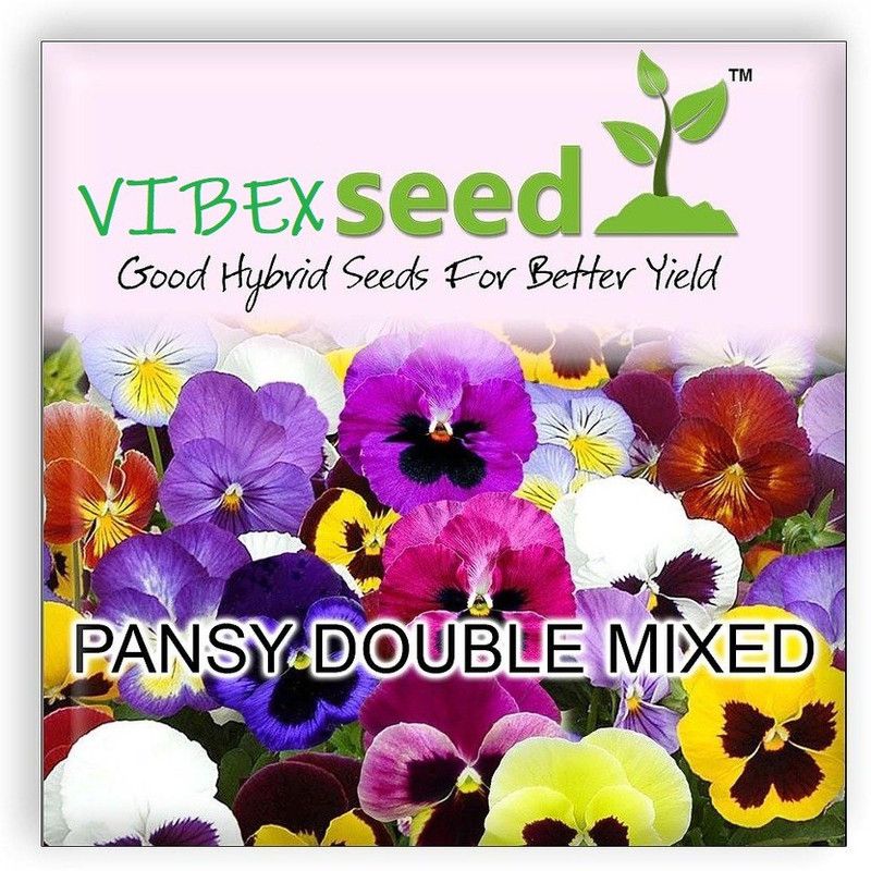 CYBEXIS Seeds Pansy Hybrid Mix Seeds Flower Seed  (1 g)