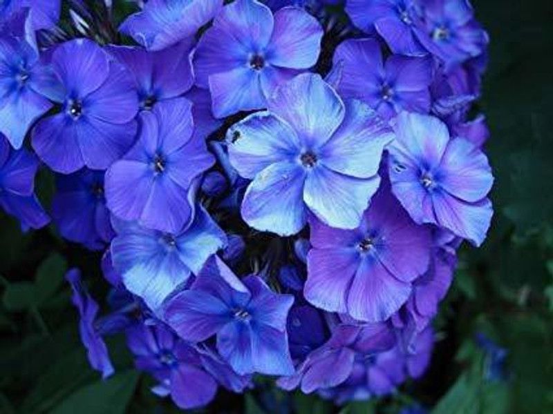 CYBEXIS PHLOX BLUE FLOWER SEEDS Seed  (50 per packet)