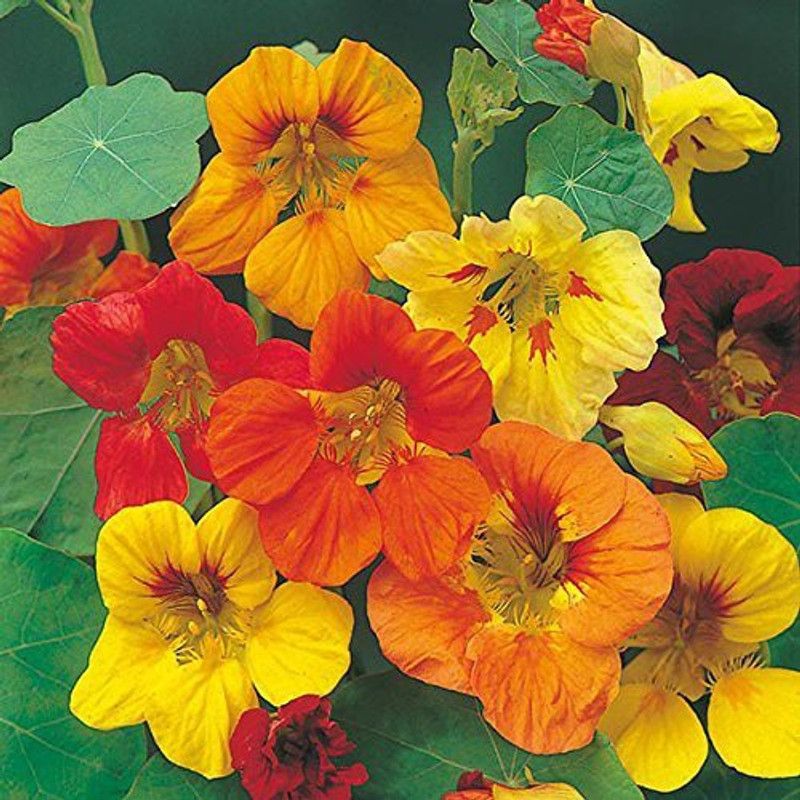 CYBEXIS NASTRATIUM MIXED FLOWER SEEDS Seed  (50 per packet)