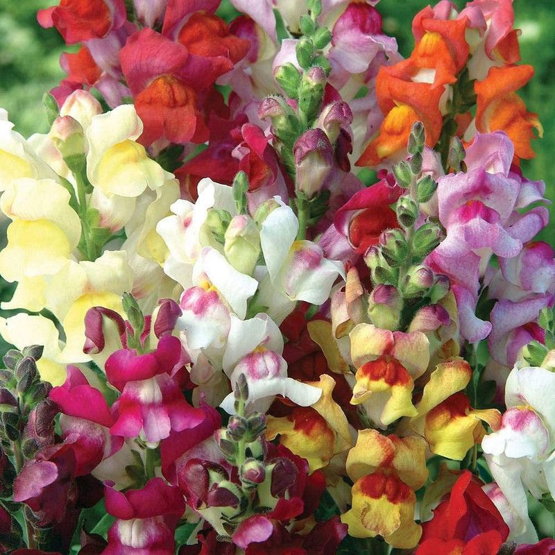 CYBEXIS Antirrhinum majus ‘Circus Clowns’ (Snapdragon) Half-Hardy Annual Seed  (50 per packet)