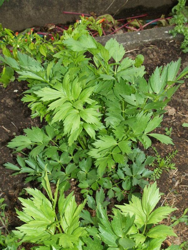 WILLVINE HUA-4 Lovage Seeds(Levisticum officinale) Seed  (1000 per packet)