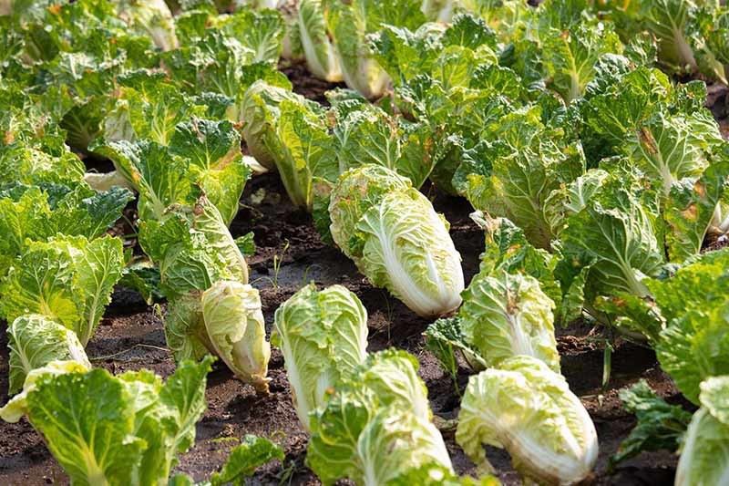 XOLDA Chinese Cabbage Seed  (52 per packet)