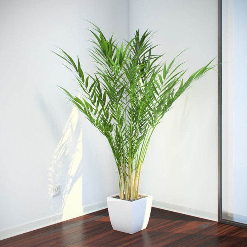 J R GLOBLE Areca Plam  (Hybrid, Pack of 1)