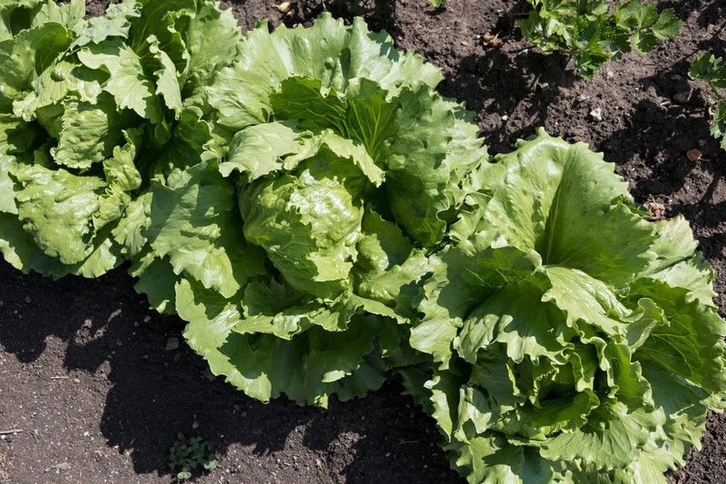 Paudha Lettuce iceburg Seed  (34 per packet)