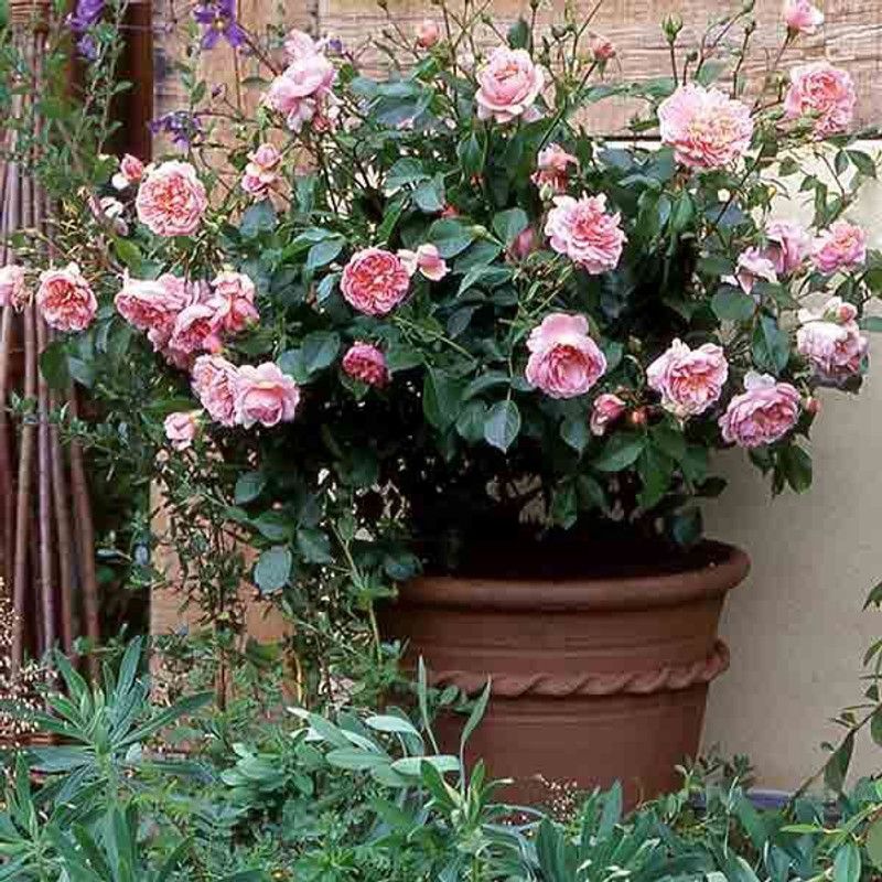 sealok Rose Plant  (Hybrid, Pack of 1)