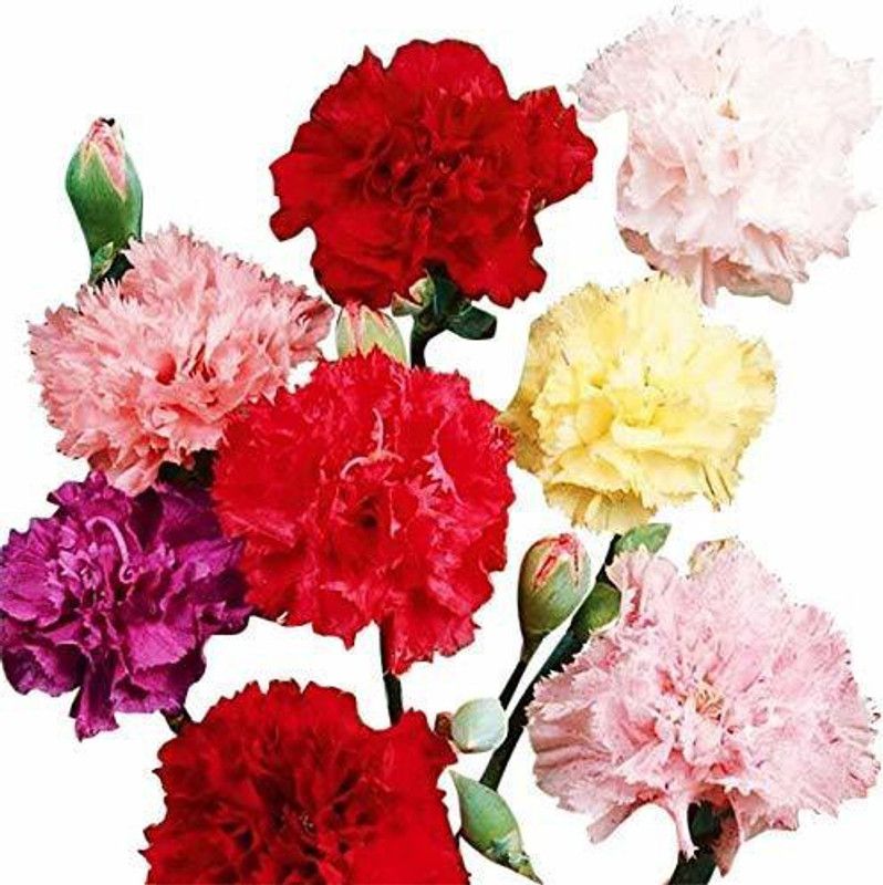 CYBEXIS Heirloom Quality Carnation Chabaud Mix Seeds Seed  (1 g)
