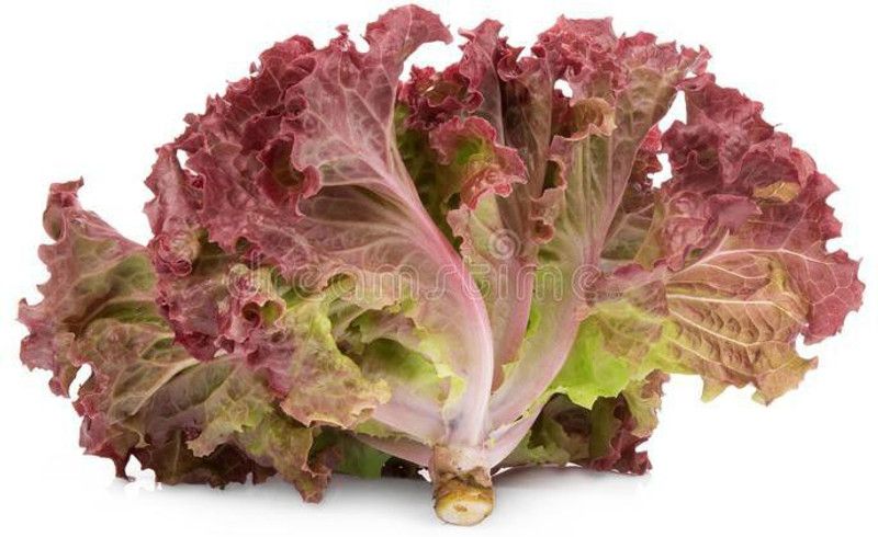 Paudha RedLettuce Vegetable Seed  (41 per packet)