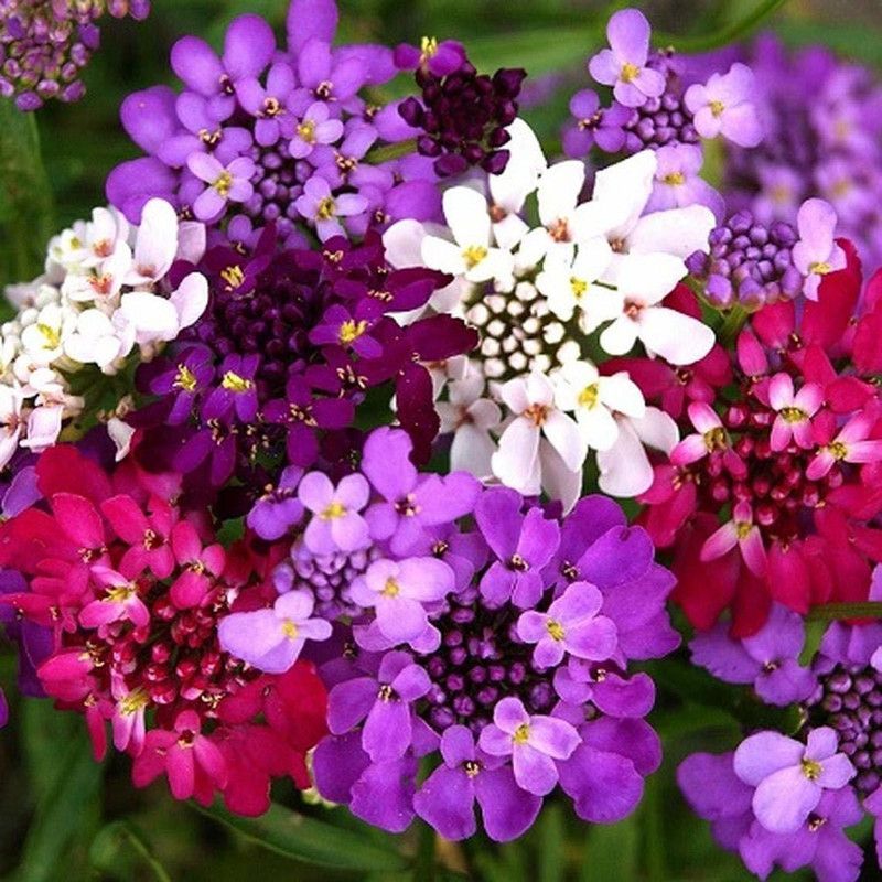 CYBEXIS CANDYTUFT HYBRID MIX FLOWER SEEDS Seed  (50 per packet)