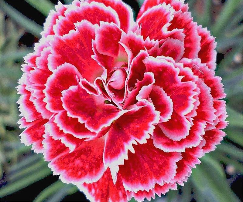 DROXTY ™ Adenium Desert Rose Seeds(30 Seeds) Seed  (30 per packet)