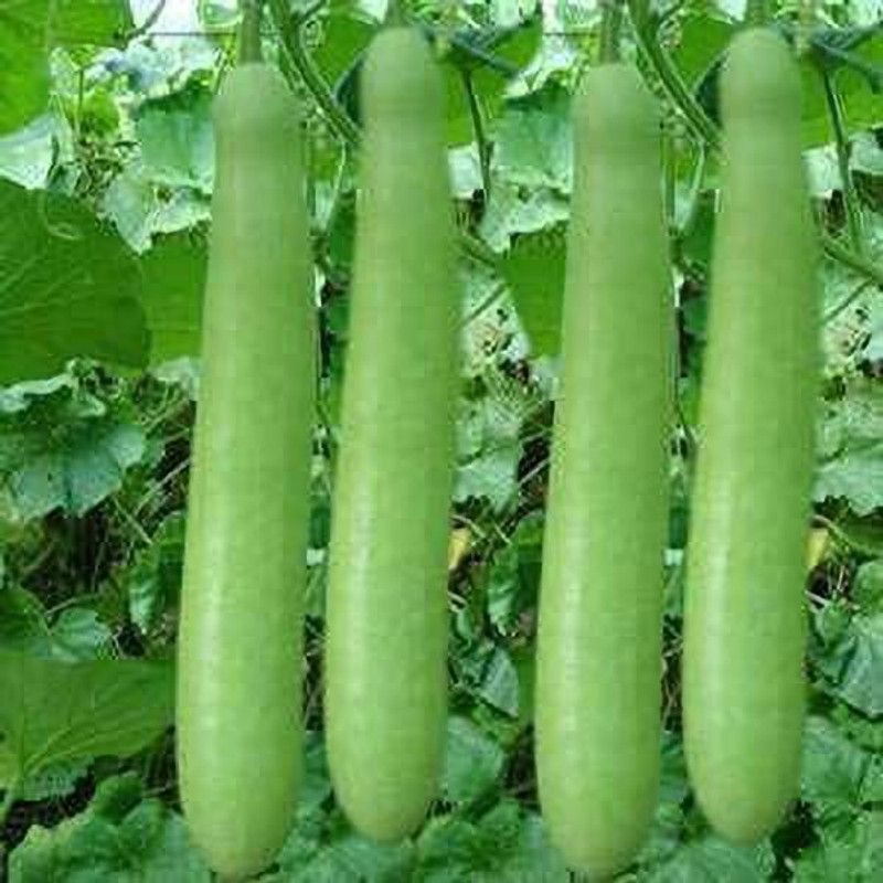 KANAYA Long Gourd Dudhi Zucca Lauki Seed  (50 per packet)