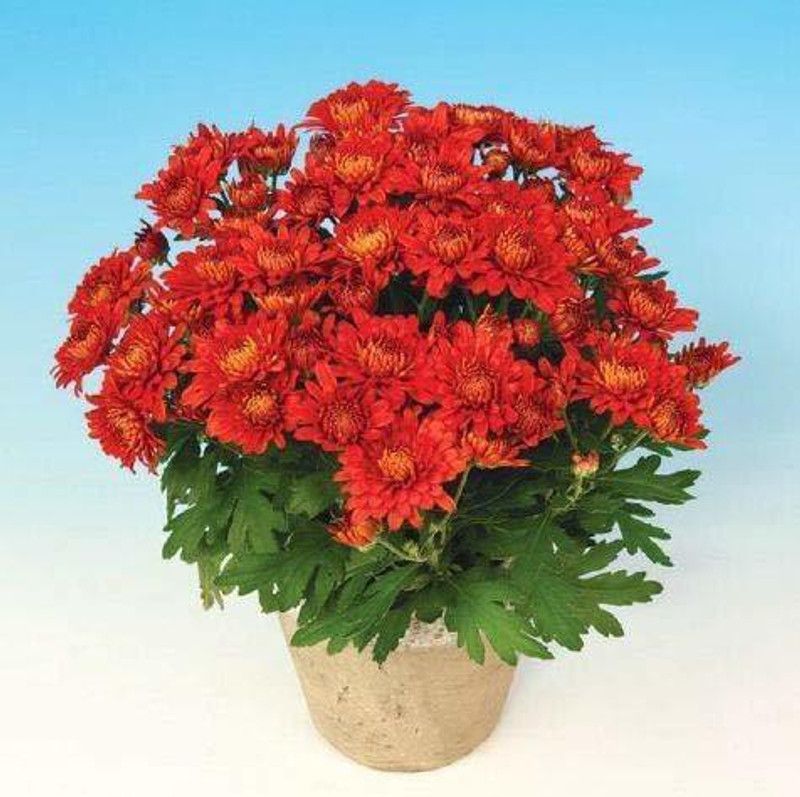 CYBEXIS Chrysanthemum Flower Seed  (50 per packet)