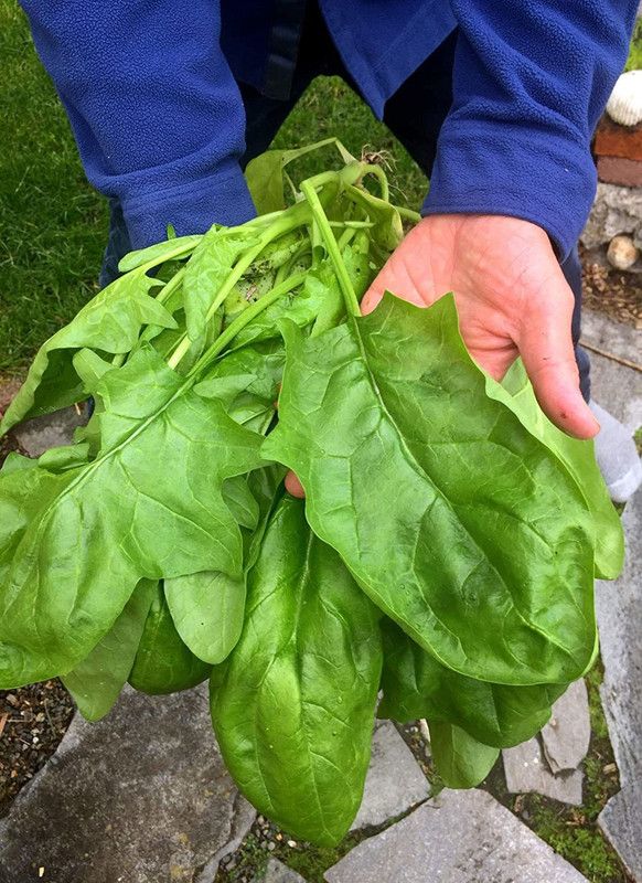 VibeX ® VLR-60 Giant Winter Spinach Seeds Seed  (500 per packet)