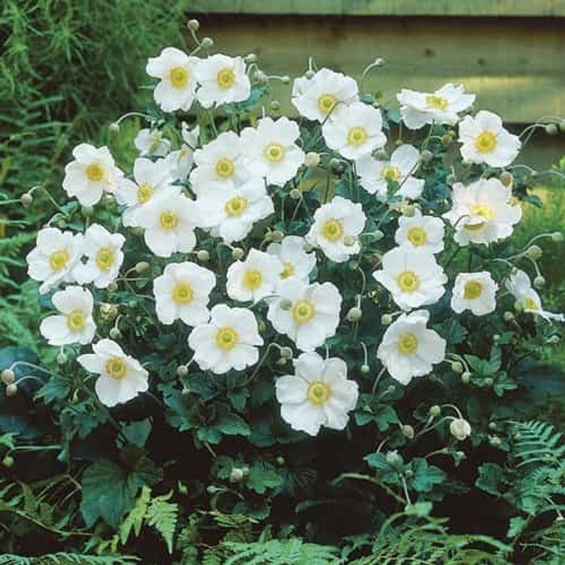 LIVE GREEN ANEMONE WHITE COLOUR FLOWER BULB 100% GERMIONATION GENUINE PRODUCT - PACK OF 20 BULBS Seed  (20 per packet)