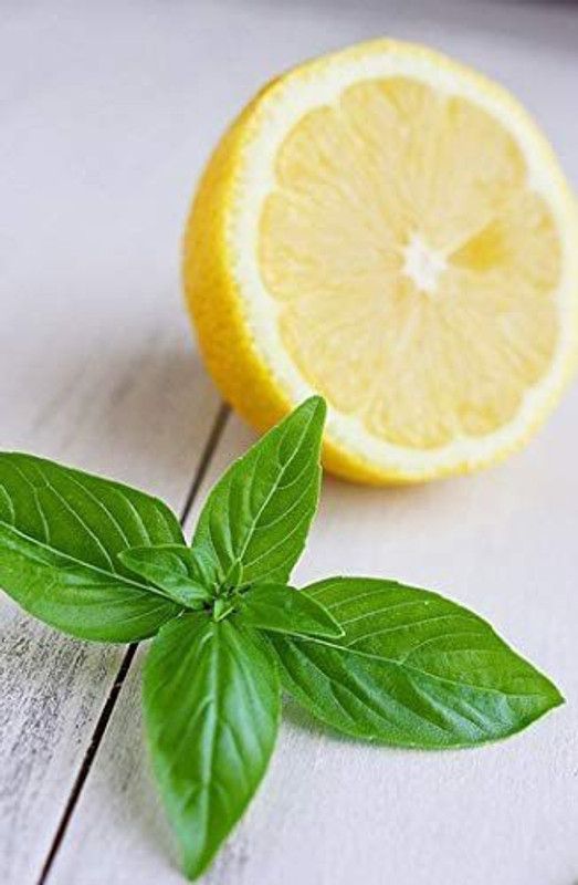 VibeX ® VXI-25 Lemon Basil Seeds Seed  (1000 per packet)