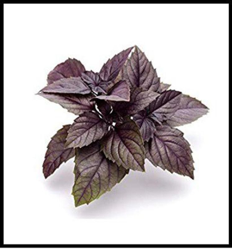 VibeX ® LXI-74 Herb Basil Red Rubin Seed  (1000 per packet)
