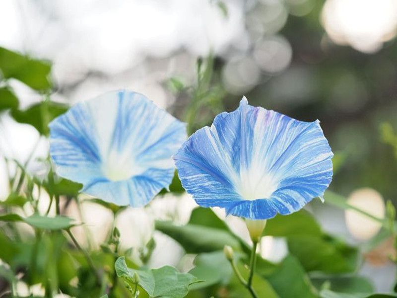 ZIXA Ipomoea tricolor ‘Flying Saucers’ Seed  (40 per packet)