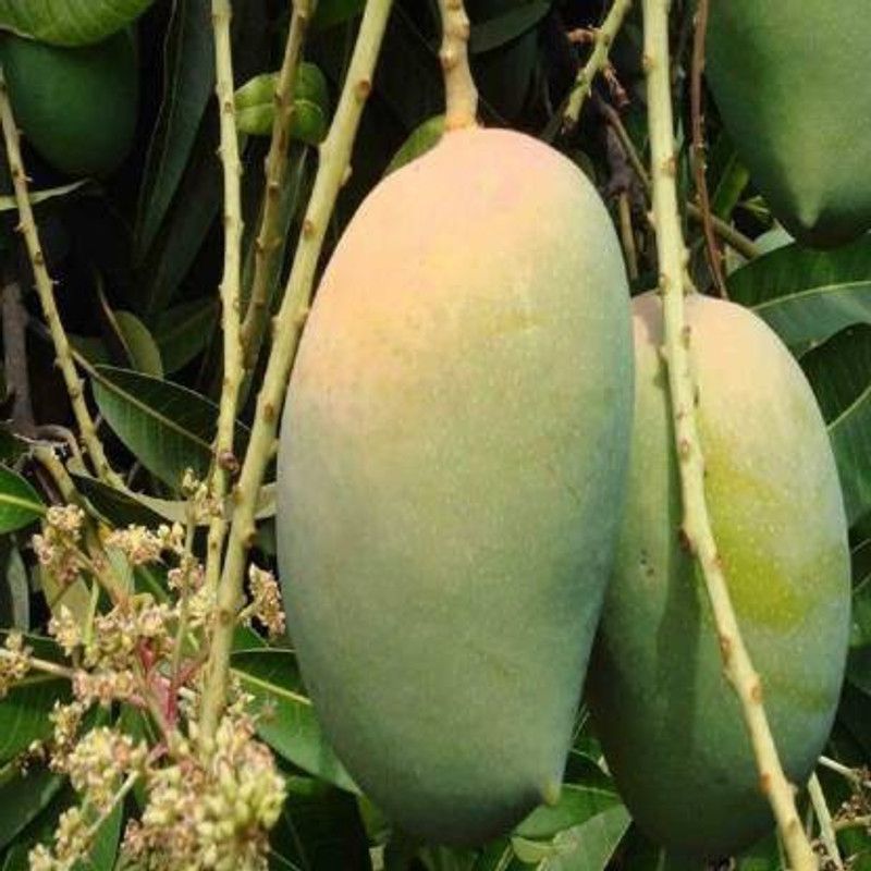 Aziz Gazi Nursery Mango Plant  (Hybrid, Pack of 1)
