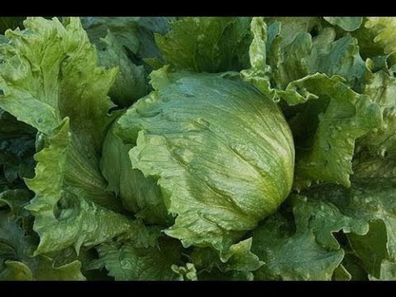 seedss Lettuce iceburg Seed  (195 per packet)