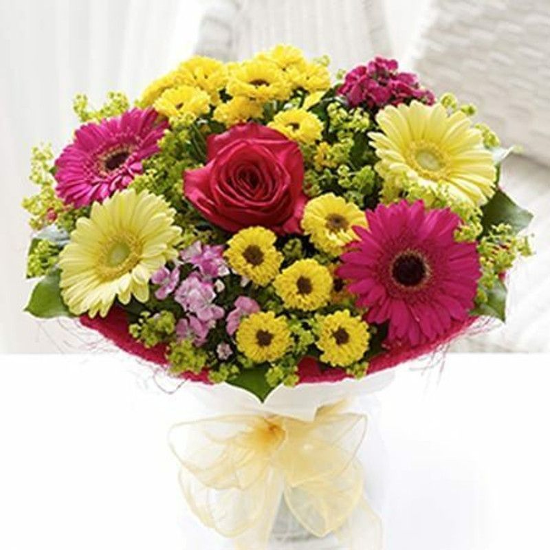 Mozette Exotic gerbera Seed  (45 per packet)