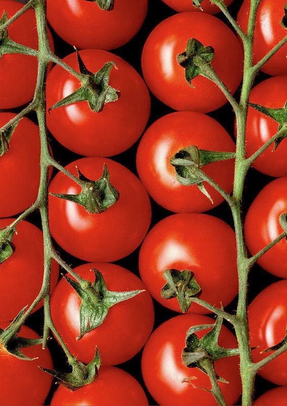 XOLDA Tomato Seed  (38 per packet)