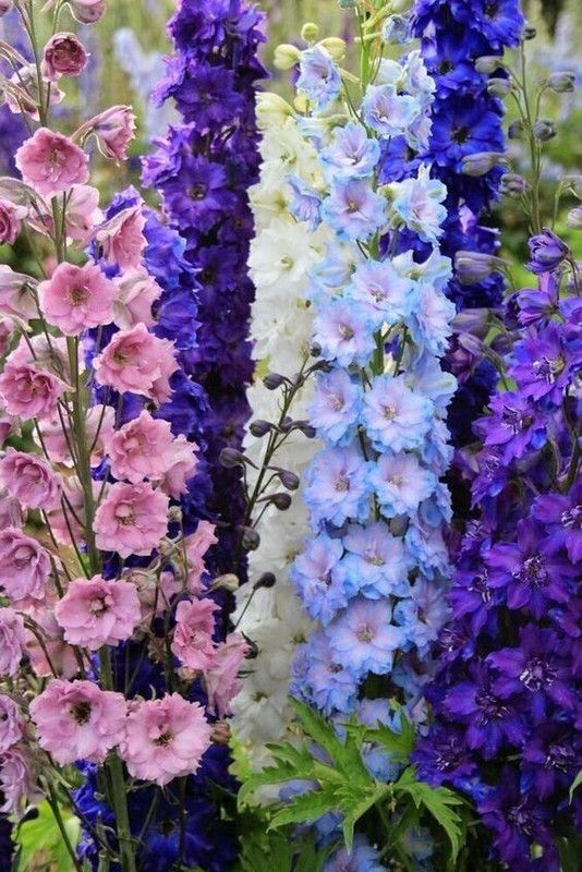 Nodoc Exotic larkspur Seed  (43 per packet)