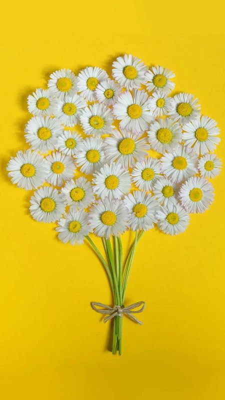 Nodoc Exotic daisy white Seed  (38 per packet)