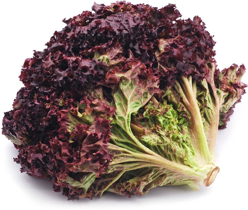 Paudha Lettuce Red Seed  (17 per packet)