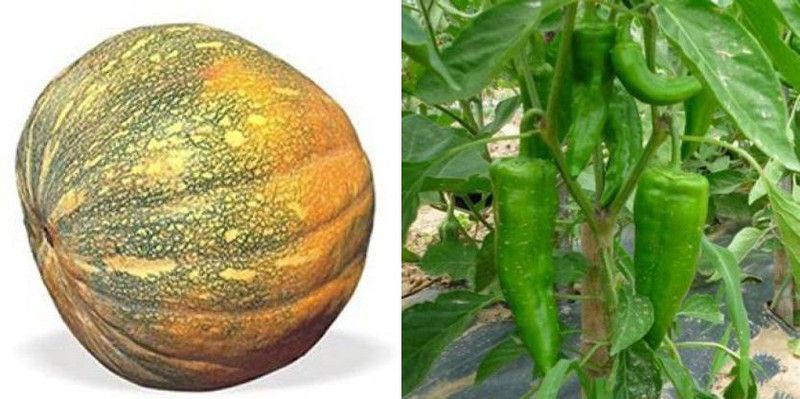 xcentax Chilli F1 Corno DI Torro (Hybrid), PUMPKIN DESI Seed  (20 per packet)