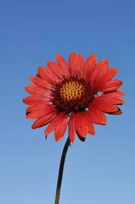 Aro Gaillardia, Pulchela Double Mix Seed  (108 per packet)