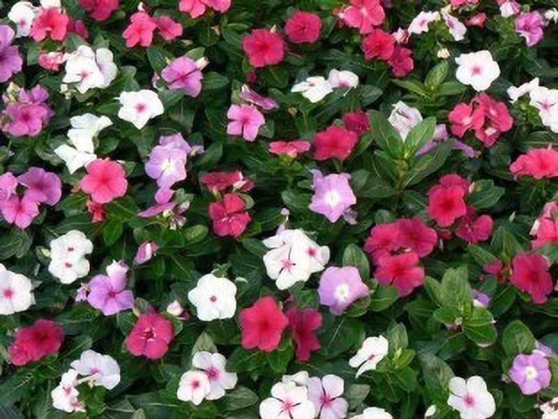 XOLDA Vinca Seed  (25 per packet)