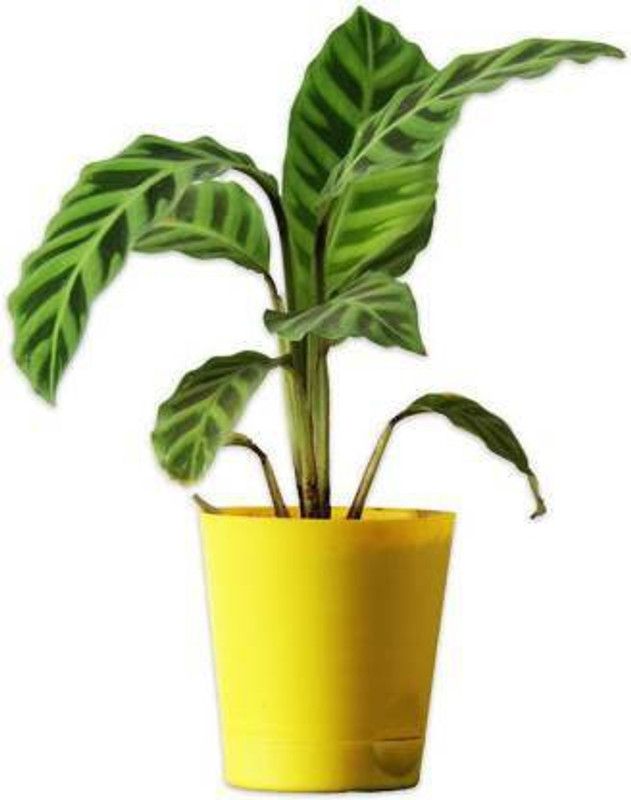Puspita Zebrina Plant  (Hybrid, Pack of 1)