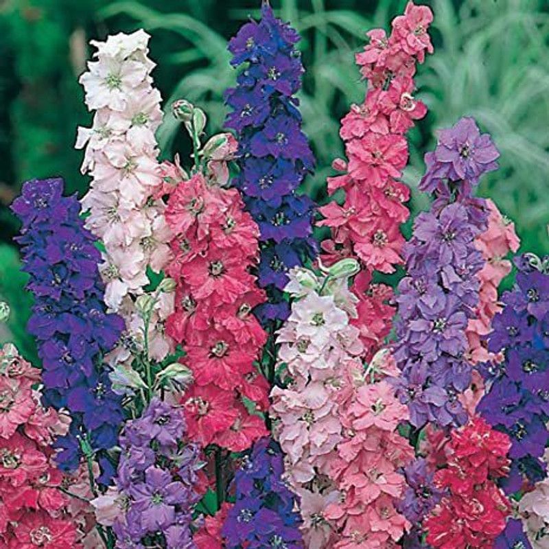 Paudha Larkspur Seed  (15 per packet)