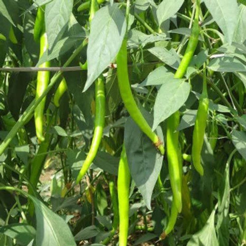 KANAYA Pepper Chilli Hybrid Seed  (350 per packet)