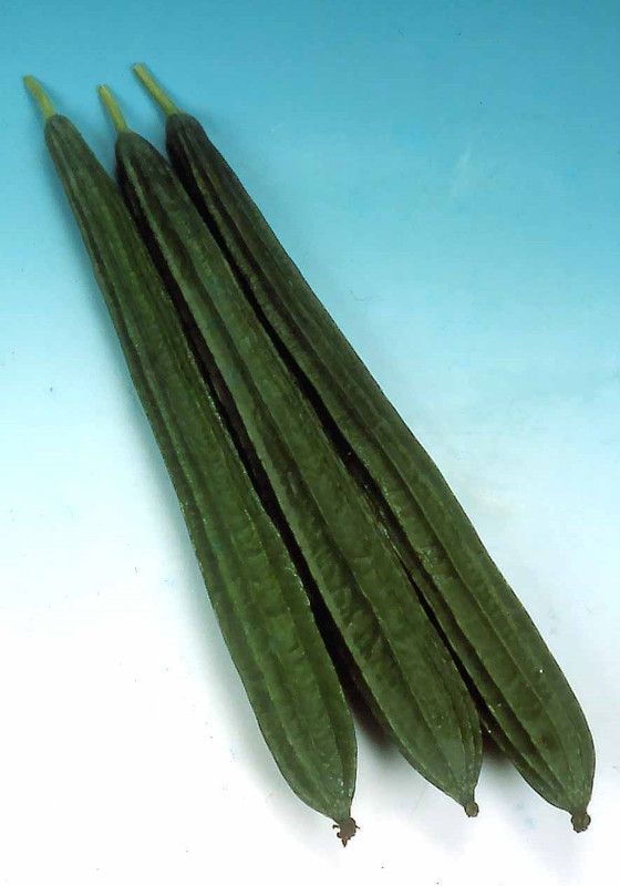 UGRA Sponge Gourd: LONGING Seed  (40 per packet)