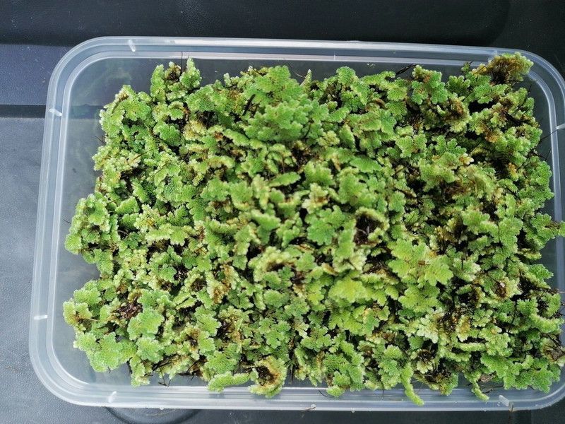 Newworld Azolla Seed  (320 per packet)