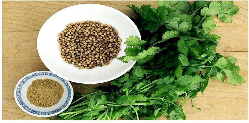 Qualtivate ® Easy Planting - Coriander (Dhaniya) High Germination All Season-600 Seed Seed  (600 per packet)