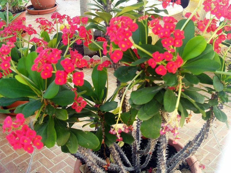 Gardeners Choice Euphorbia Plant  (Hybrid, Pack of 1)