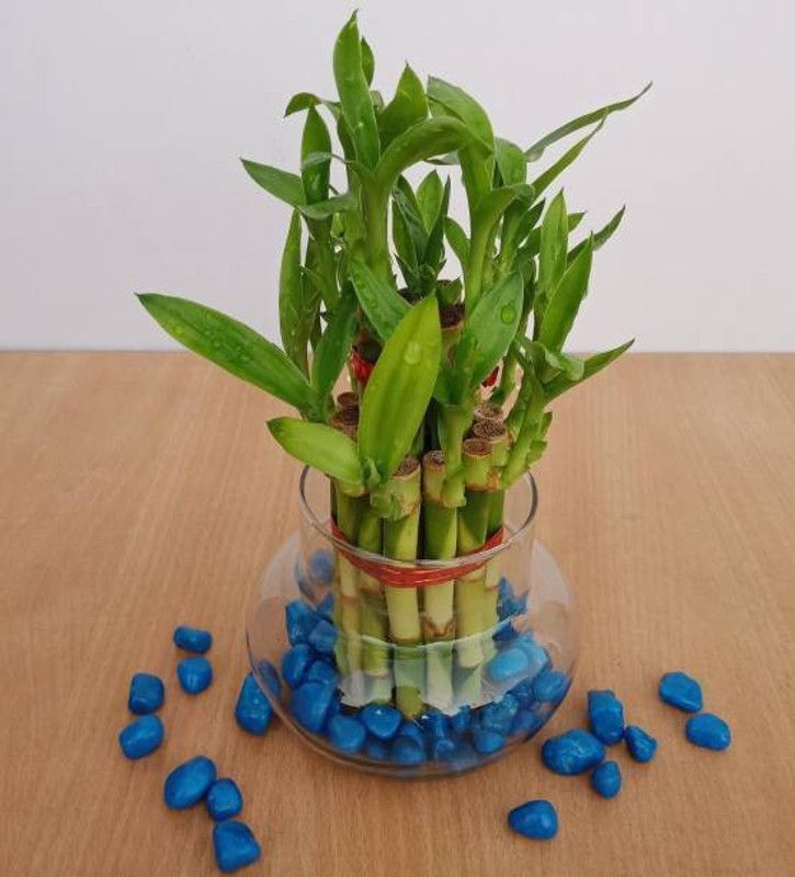 VamiJen Two Layer Bamboo Plant  (Hybrid, Pack of 2)