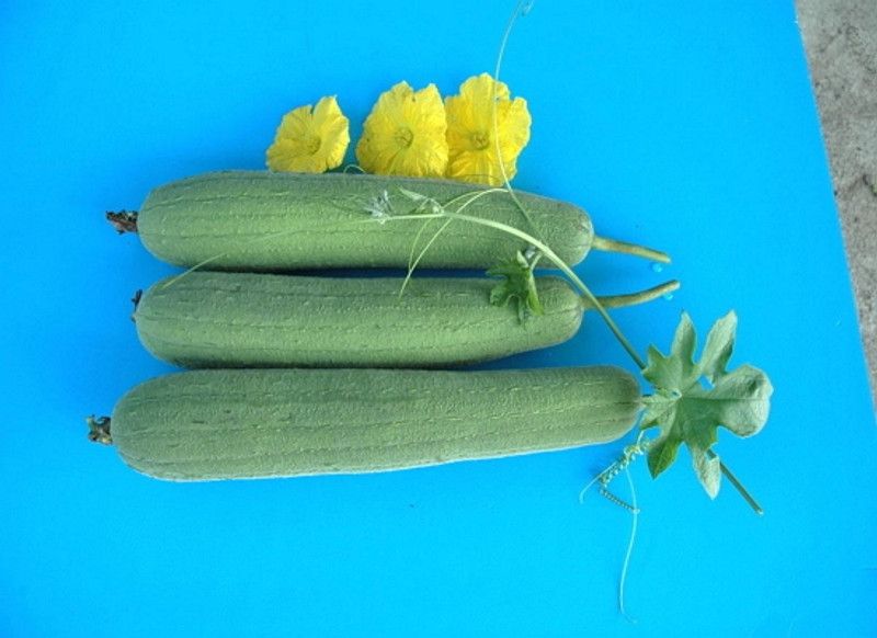 UGRA luffa seeds, smooth sponge gourd Seed  (100 per packet)