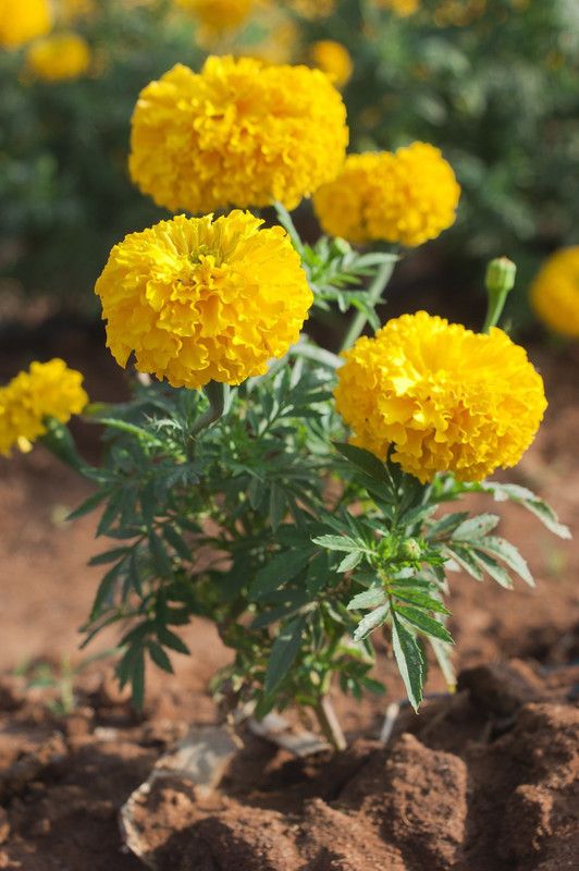 Paudha MariGold yellow Flower Seed  (35 per packet)