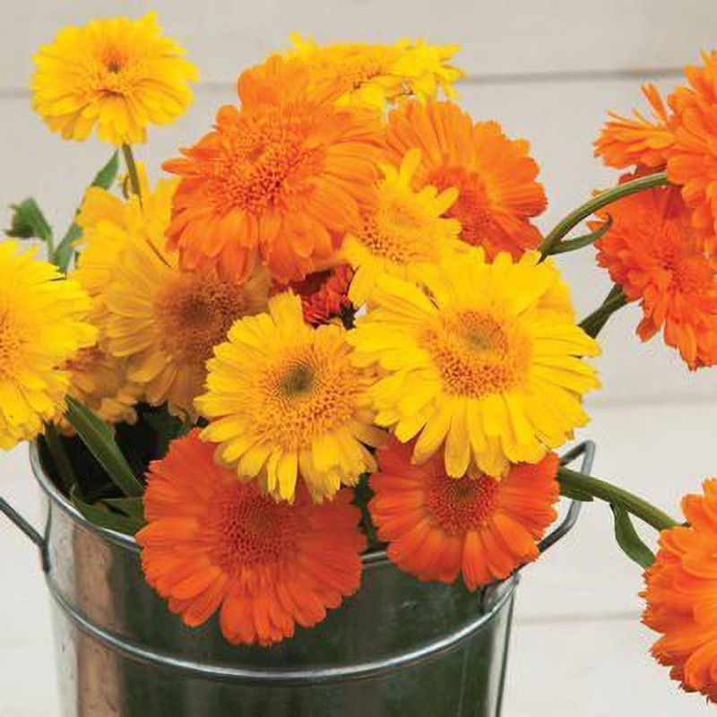 Vijay Sales Marigold Plant  (Hybrid, Pack of 1)
