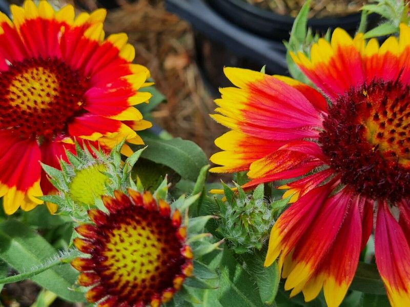 Nodoc Exotic gallardia Seed  (12 per packet)